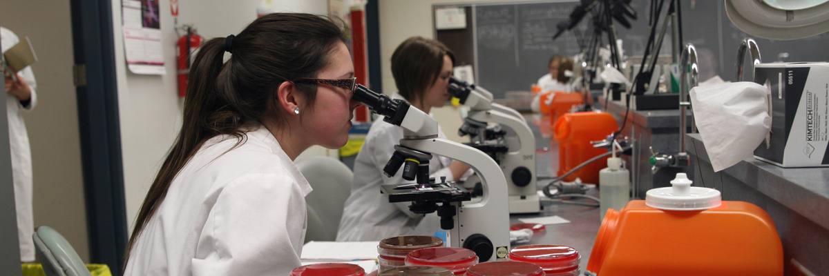 Des étudiants regardent dans leur microscope en laboratoire.